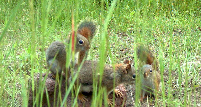 RedSquirrel_070211_1938hrs.jpg - Red Squirrel (Tamiansciurus hudsonicus)